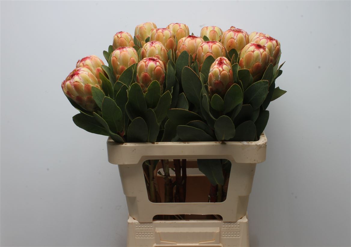 FeedSync:wholesale:ab98f26836fe915b3ebe6ab0330a51de5b8a98fc
