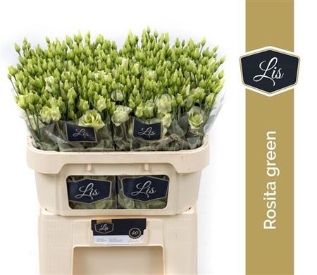 FeedSync:wholesale:b77545364150e2d806d4ca982255c8190f1afe42