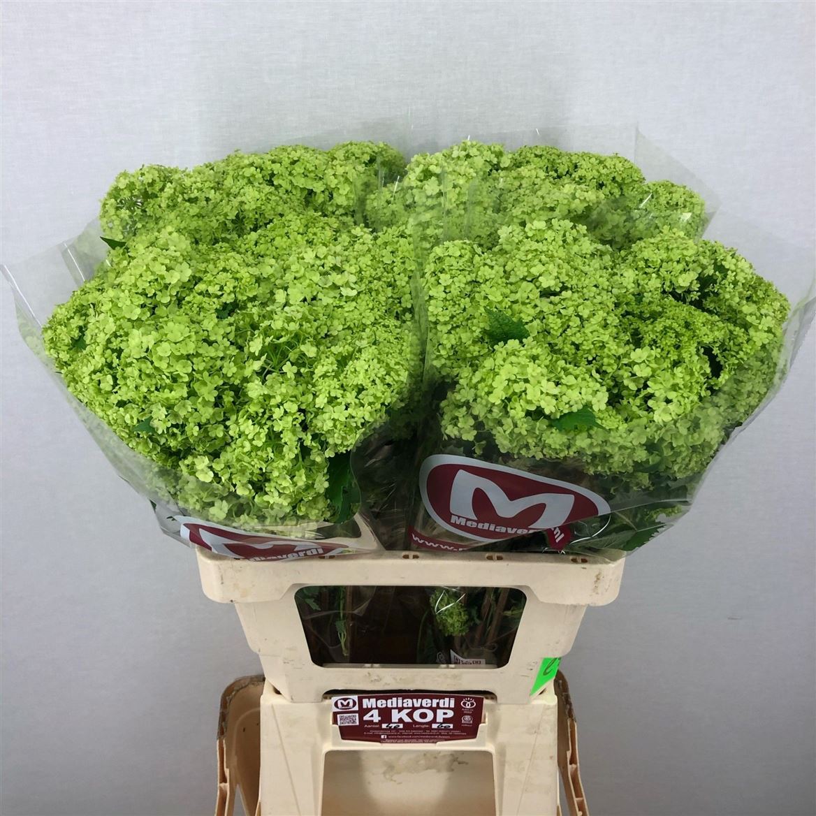 FeedSync:wholesale:2db36fdd184368dda6883d021ccd2677b7edf012