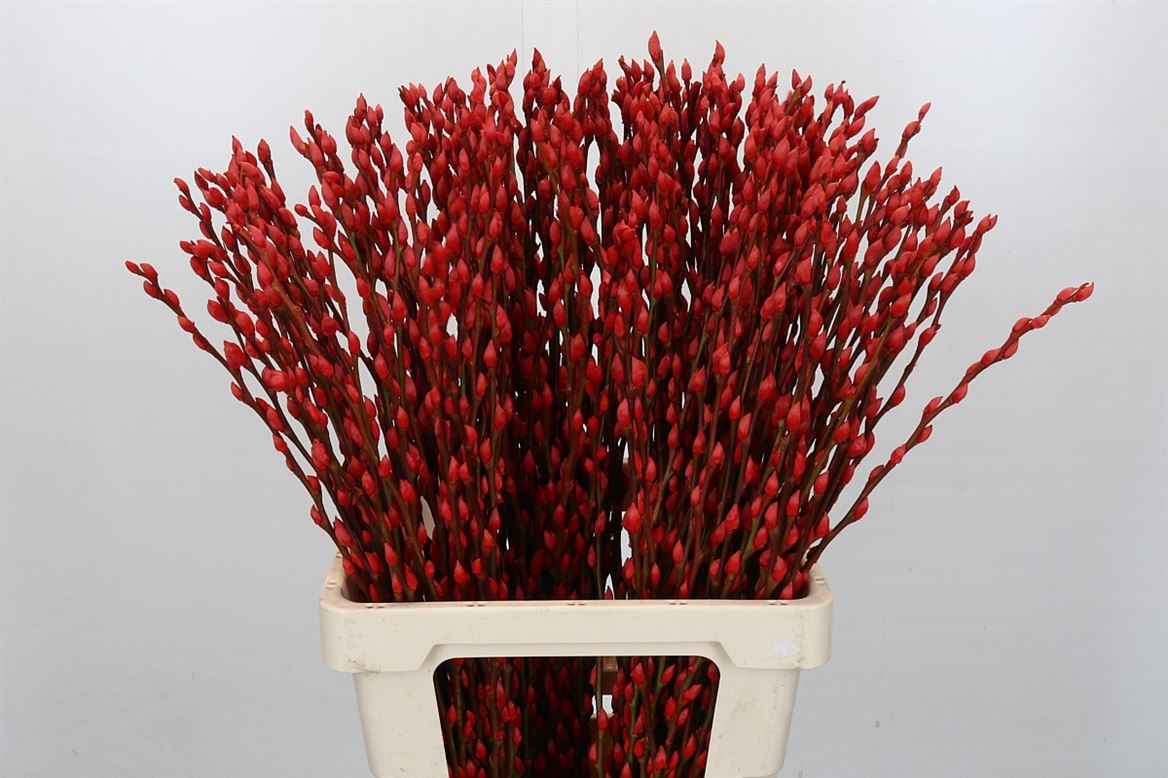 FeedSync:wholesale:7a844b0bde2333133a20c910aa09875abab39271