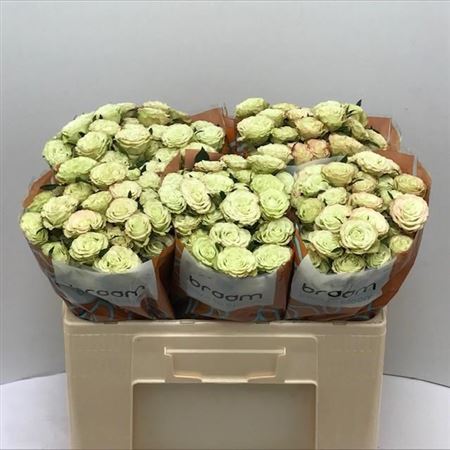 FeedSync:wholesale:729a7a88c70550bbac46ed601988646a1bd59b21