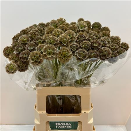 FeedSync:wholesale:1141b7219df91ea054167137412a3118e85c17b4