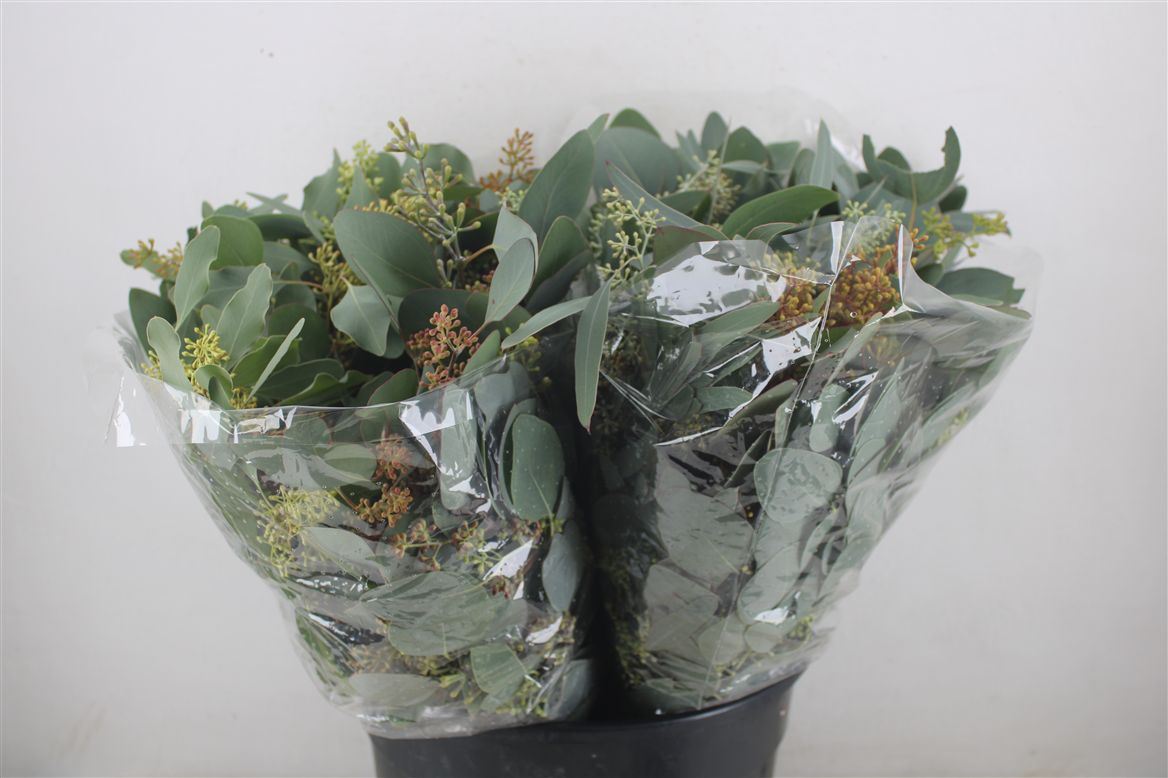 FeedSync:wholesale:c3e5be718d90fb0d95e4bbb7c42e4196df91918e