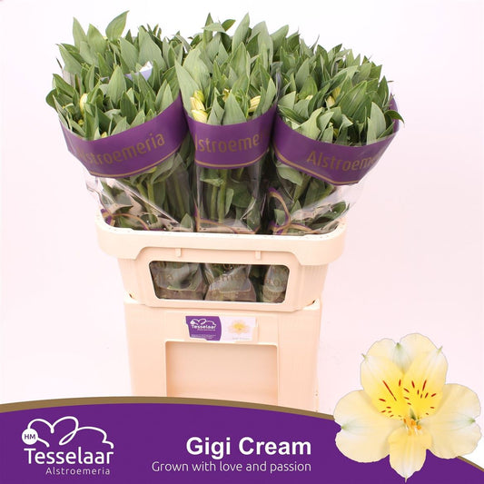 Alstroemeria Gigi Cream (10 Stems)