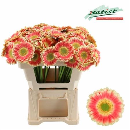 FeedSync:wholesale:eb1c6fedac87e1472def331a7205f74879e6bc7d