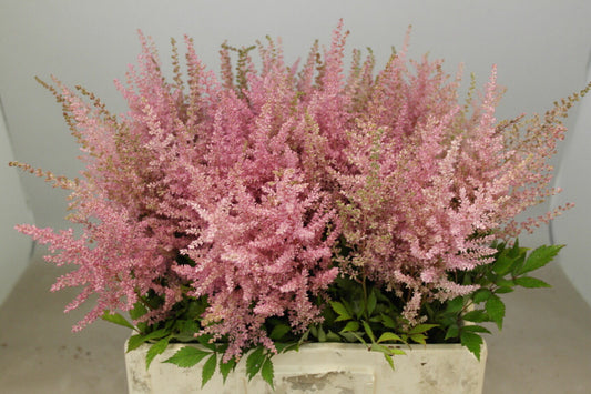 Pink Astilbe ‘Erika’ Cut Stems – 70cm