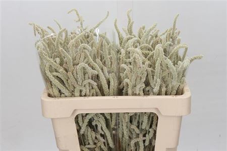 FeedSync:wholesale:3c4f0abf2d43b11752658872b49485f2a25bfcf1