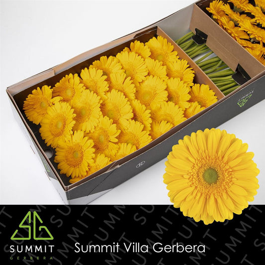 Gerbera Submarine