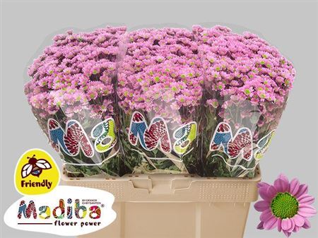 FeedSync:wholesale:f25c139cf82f918b30ba47d21455d42998631729
