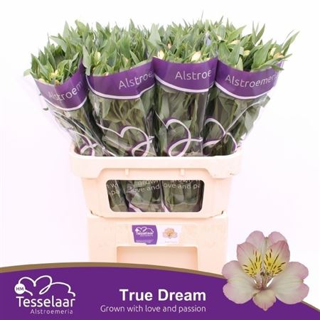 Alstroemeria True Dream (10 Stems)