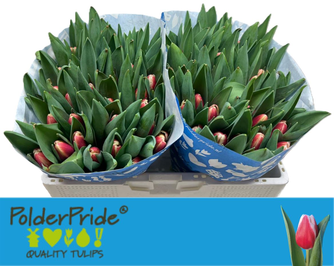 FeedSync:wholesale:bf7811d252deb75eb4a528a950f81717a463d9bc