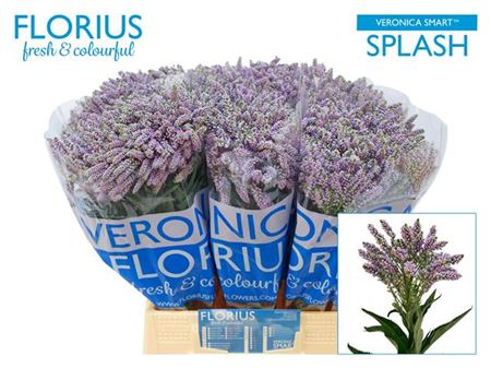 Veronica Smart Splash