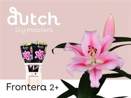 Lily - Lilium - Frontera