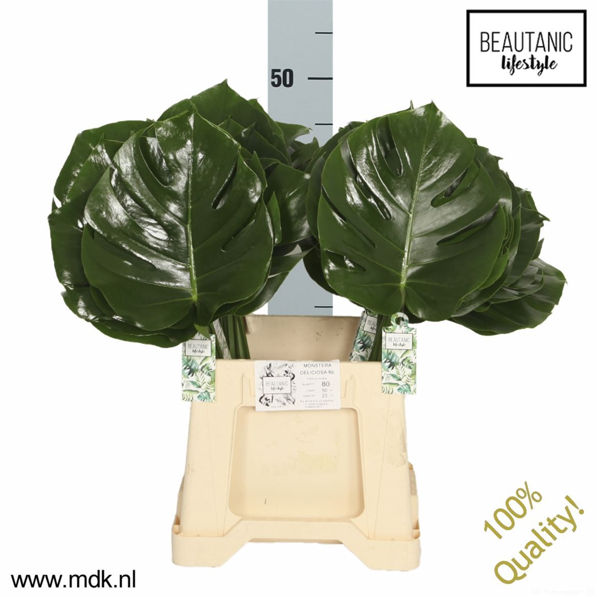 FeedSync:wholesale:217ea1640a0ec989996a63d3a8844515244be5a3