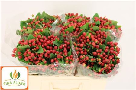 Hypericum Tomato Flair (25 Stems)