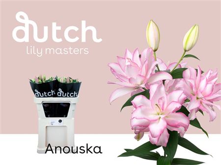 Lily Roselily Anouska (OR) (10 Stems)