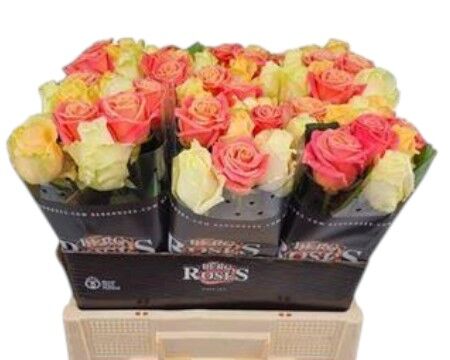 Rose Avalanche Pastel Mix