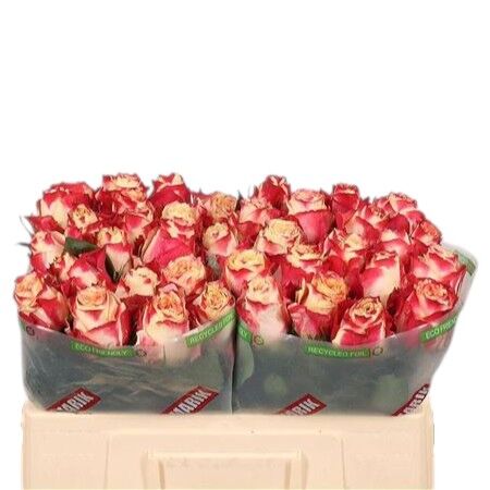 Rose Chapeau