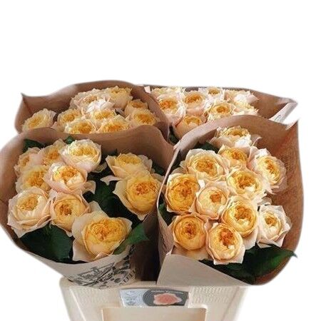 Rose Vuvuzela Golden