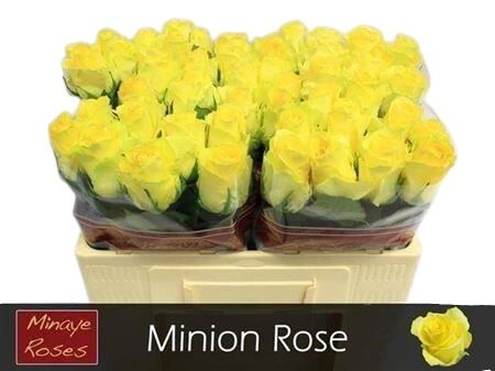 Rose Minion (20 Stems)