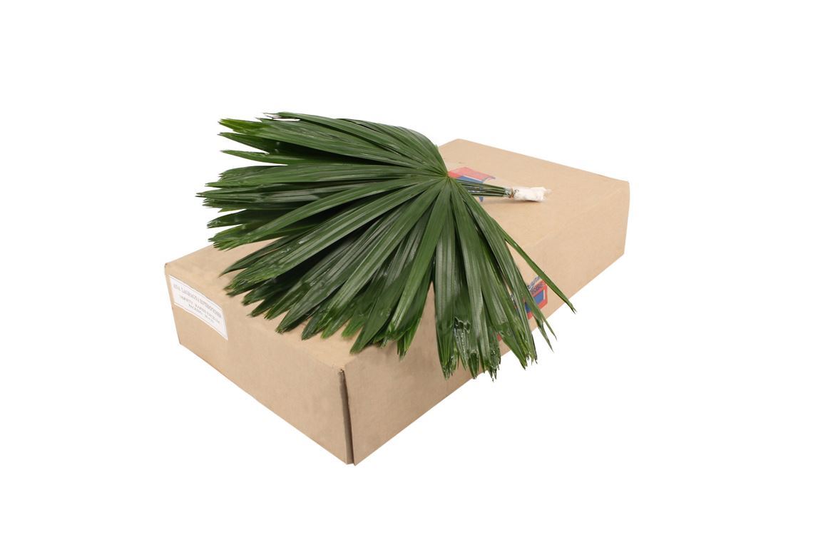 Rhapis Palm