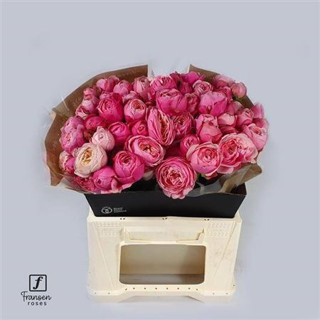 Spray Rose - Rosa - Silva Pink+
