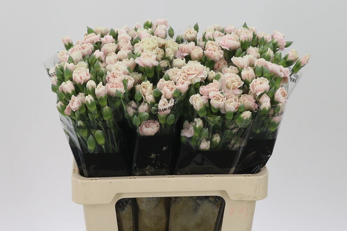 FeedSync:wholesale:c9fec343d267ce7c97f89433b711eb4315282ffe