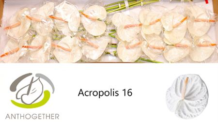 White Anthurium 'Acropolis' Cut Flowers – 55cm Stems