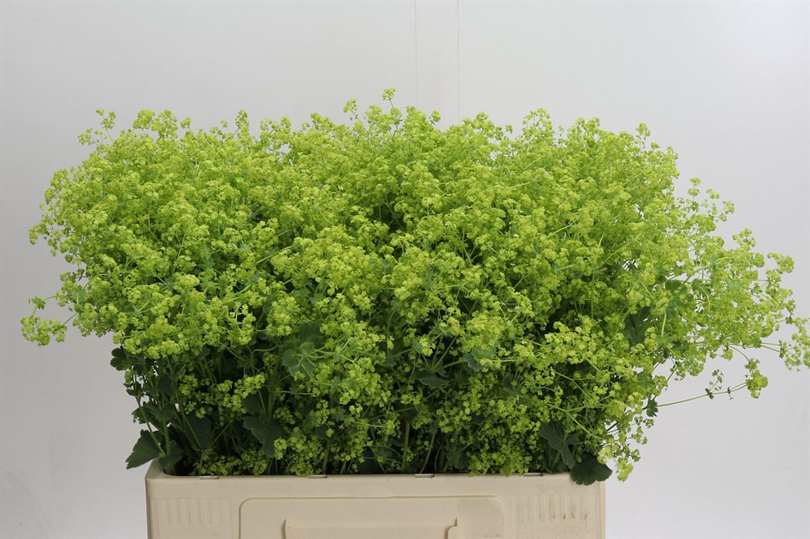 FeedSync:wholesale:9ce04bd051d93523b6b23af29196735496b93980
