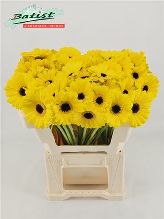 Yellow Germini Sunshine Cut Flowers – 50cm Stems