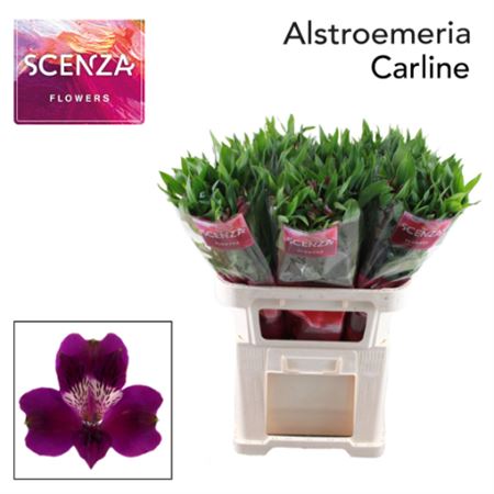 Purple Alstroemeria ‘Carline’ Cut Flowers – 75cm