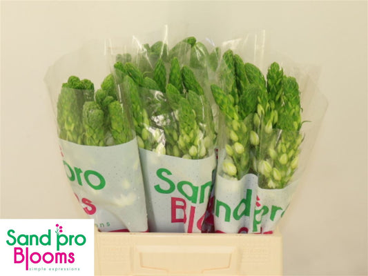 Ornithogalum Milky Way (50 Stems)