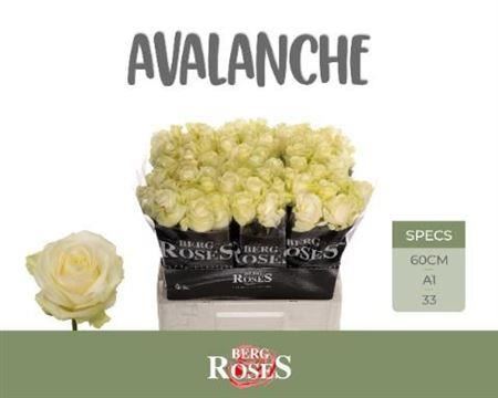 Rose Avalanche White - 20 Stems (Next Day)