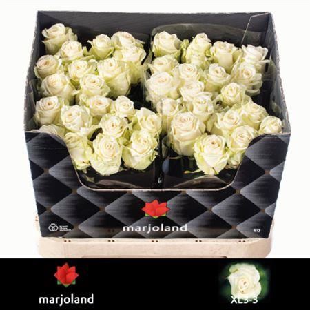 FeedSync:wholesale:66208e7cd18b89ebe767fdb3929f5d0947cfde09