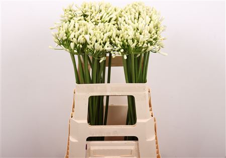 FeedSync:wholesale:43fbc42d6907d6952e4525eb6e28a629a5415cf8