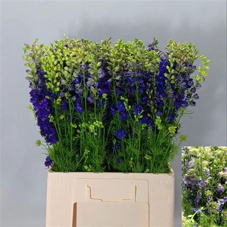 Blue Larkspur (Qis Dark Blue) – 70cm Stems