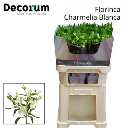 White Alstroemeria Charmelia Cut Flowers – 75cm Stems