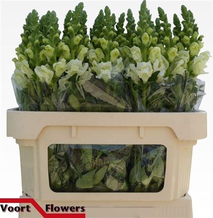 FeedSync:wholesale:3f77190e25dc76b0e875cc0c27a45a865fbd5daa