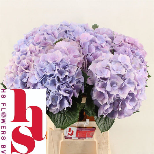 Hydrangea Royal Benefit (10 Stems)