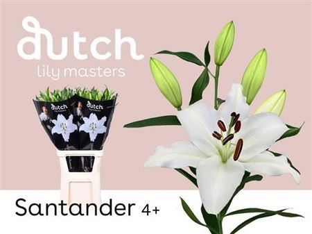Oriental Lily - Lilium - Santander
