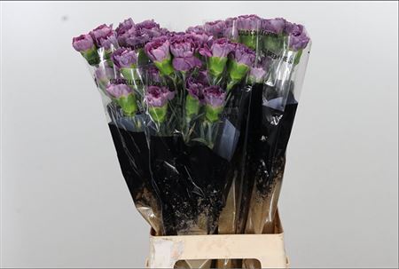 FeedSync:wholesale:a88e1f5fed9c7ccc1ee1ea78807aba00d387c932