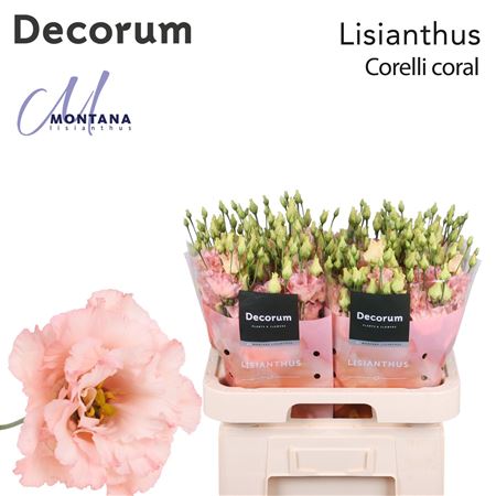Eustoma Corelli Coral