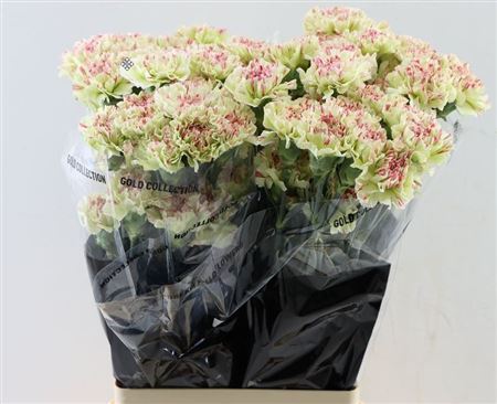 Carnation Standard Mochi