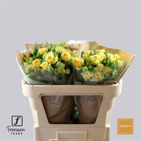 FeedSync:wholesale:10b35ce88535e660620f3fa6b392f529a8921284