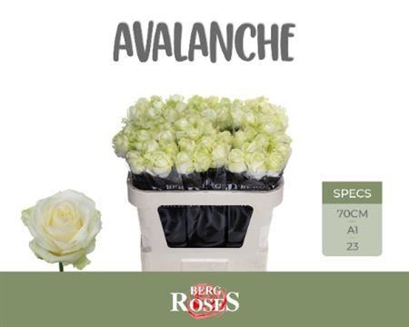 Rose Avalanche Berg