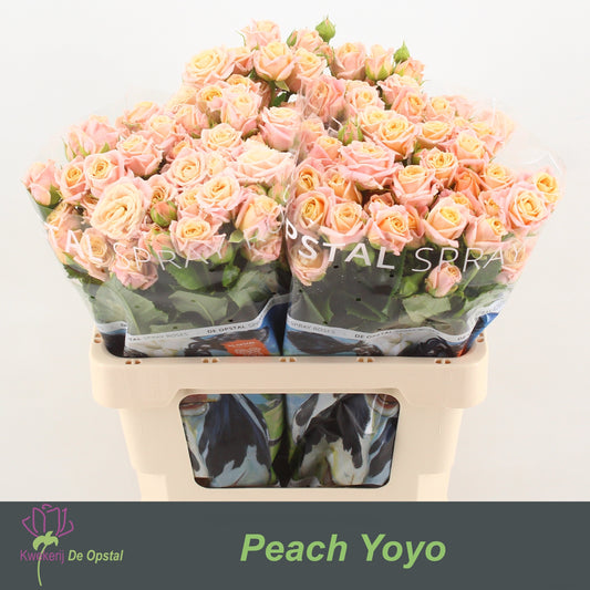 Spray Rose - Rosa - Peach Yo-Yo