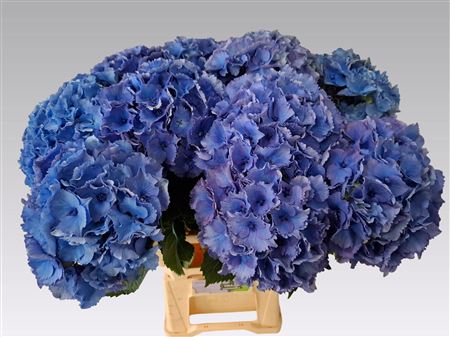 Hydrangea Royal Parade (10 Stems)