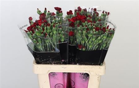 Spray Carnation - Dianthus - Solomio Edo