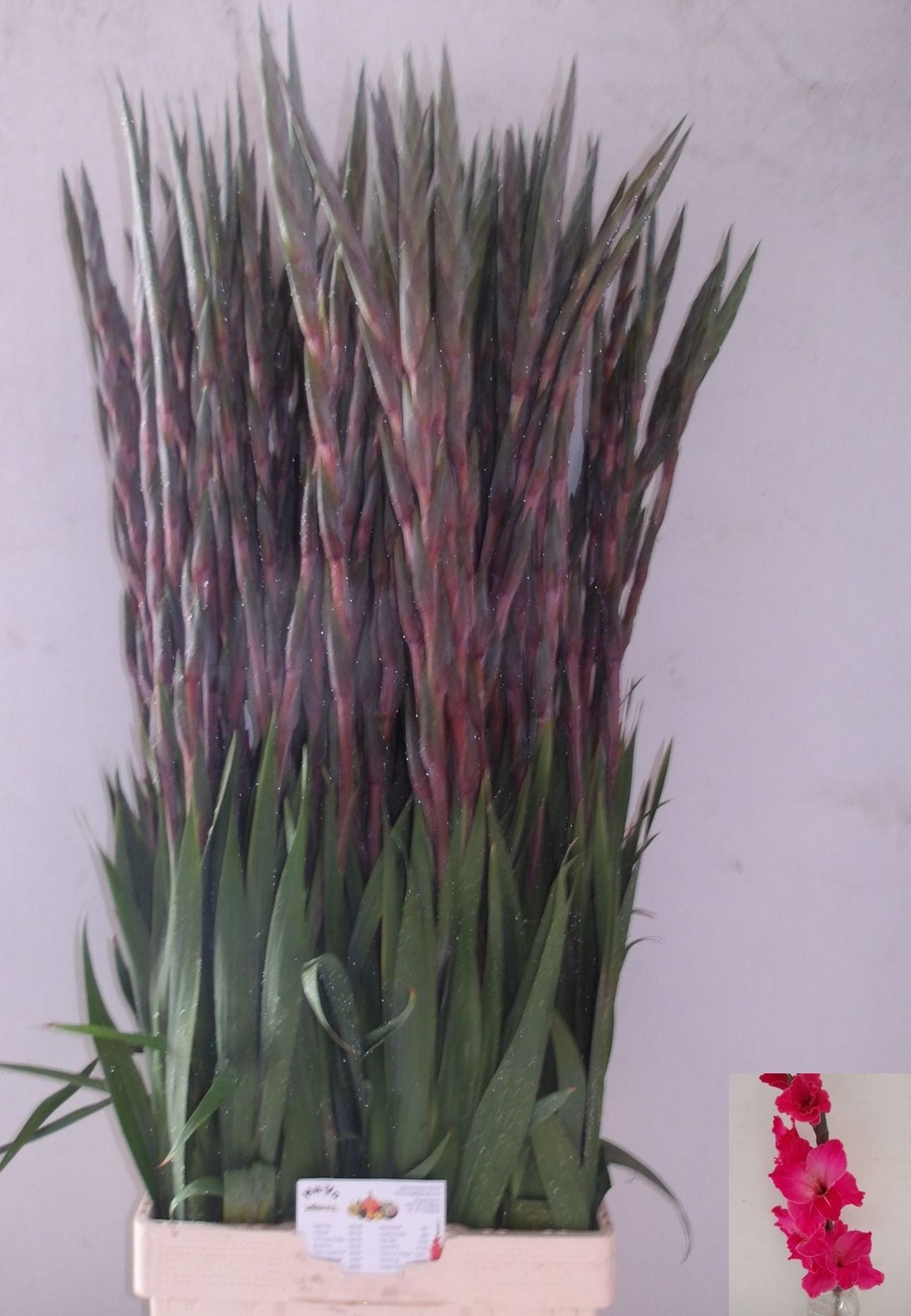 FeedSync:wholesale:4d67896aaae7b63956006919c25e43304965ebf0