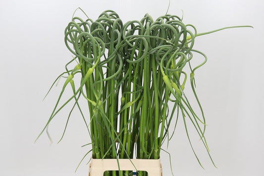 Allium Green Cut Stems – Approx. 80cm